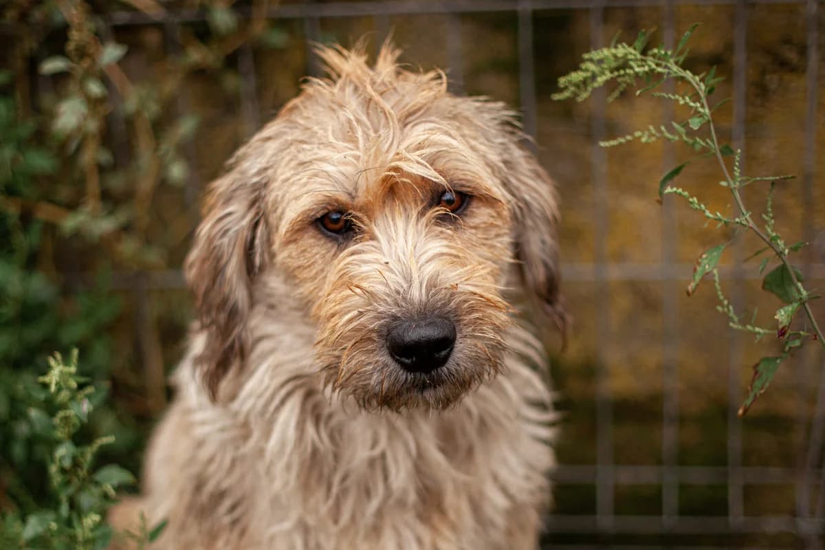 Hummel, female 5yo Mixed Breed for adoption at Ein Herz für Streuner e.V., München