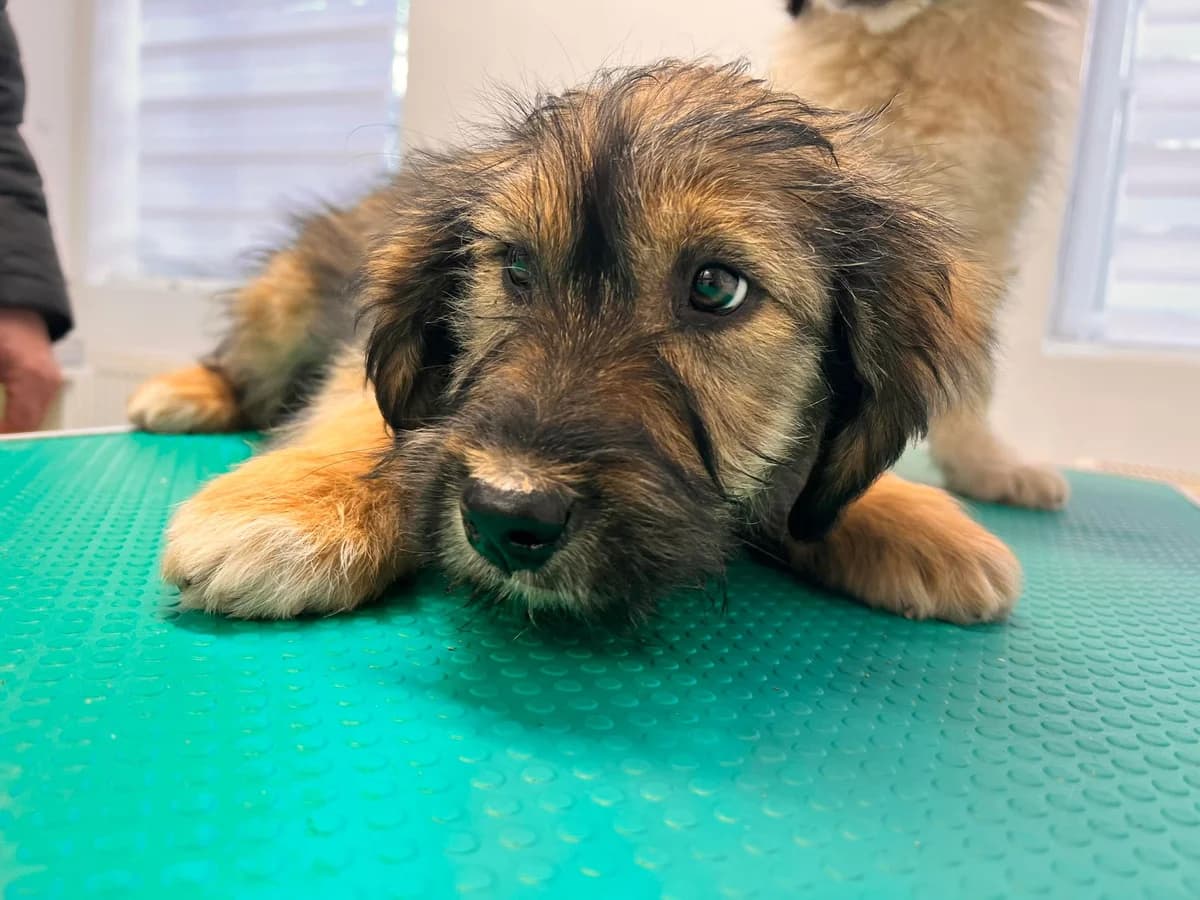 Humphrey, male puppy Mixed Breed for adoption at Ein Herz für Streuner e.V., München