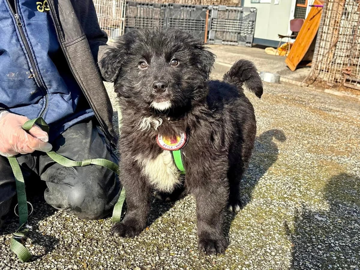 Humphrey, male puppy Mixed Breed for adoption at Ein Herz für Streuner e.V., München