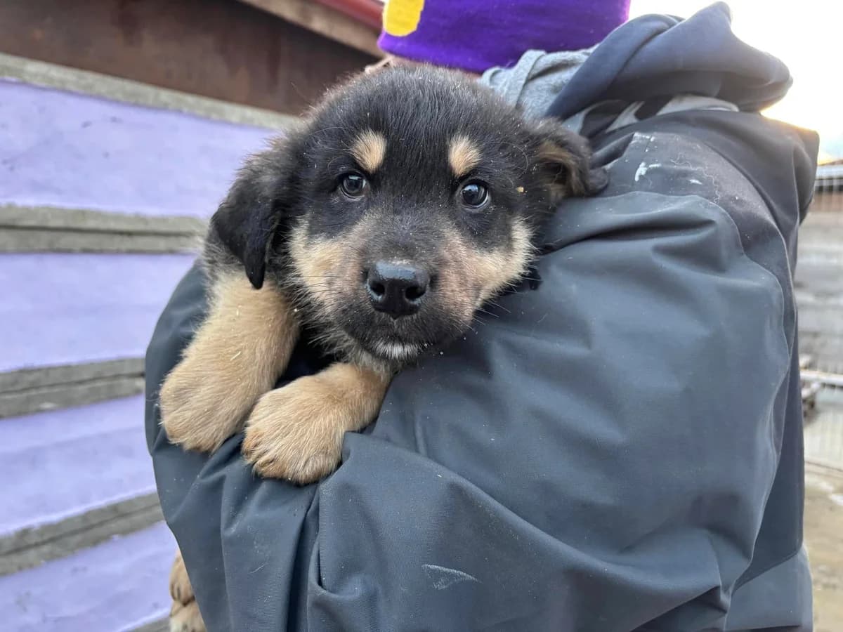 Hunter, young Mixed Breed for adoption at Ein Herz für Streuner e.V., München