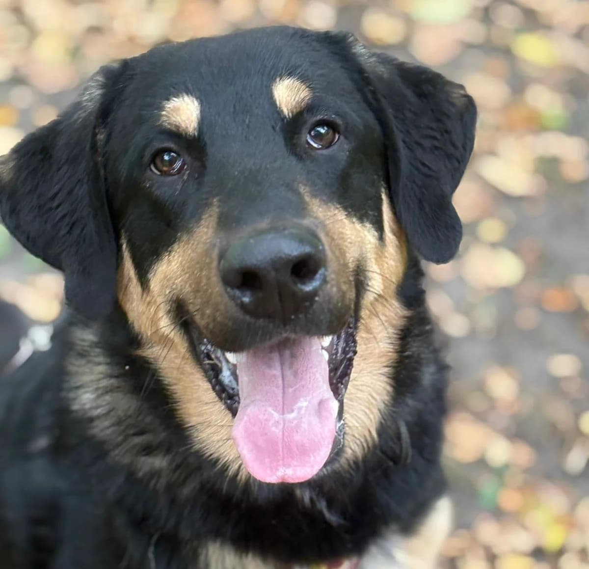 Hunter, male 5yo Mixed Breed for adoption at Ein Herz für Streuner e.V., München