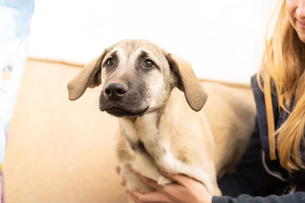 Hutch, male puppy Mixed Breed for adoption at Ein Herz für Streuner e.V., München