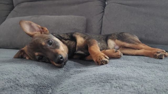 Huxley, male puppy Mixed Breed for adoption at Ein Herz für Streuner e.V., München