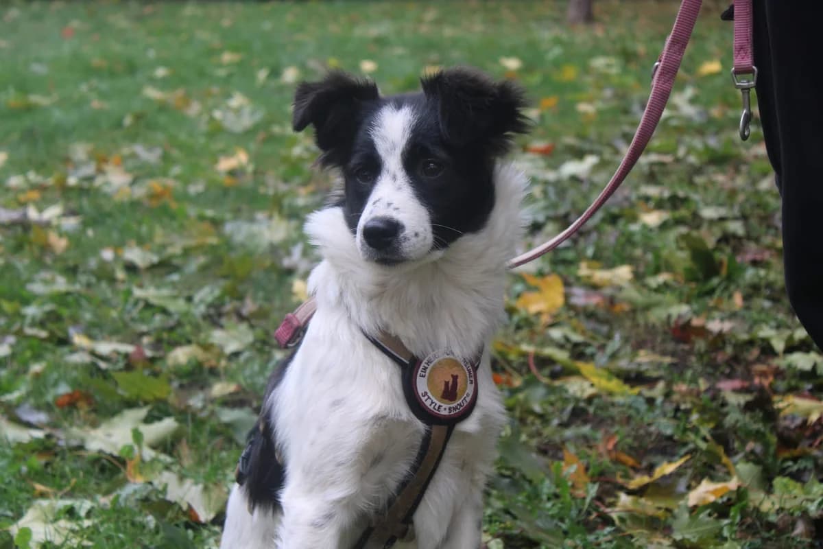 Iany, schwarz female puppy Mixed Breed for adoption at Ein Herz für Streuner e.V., München