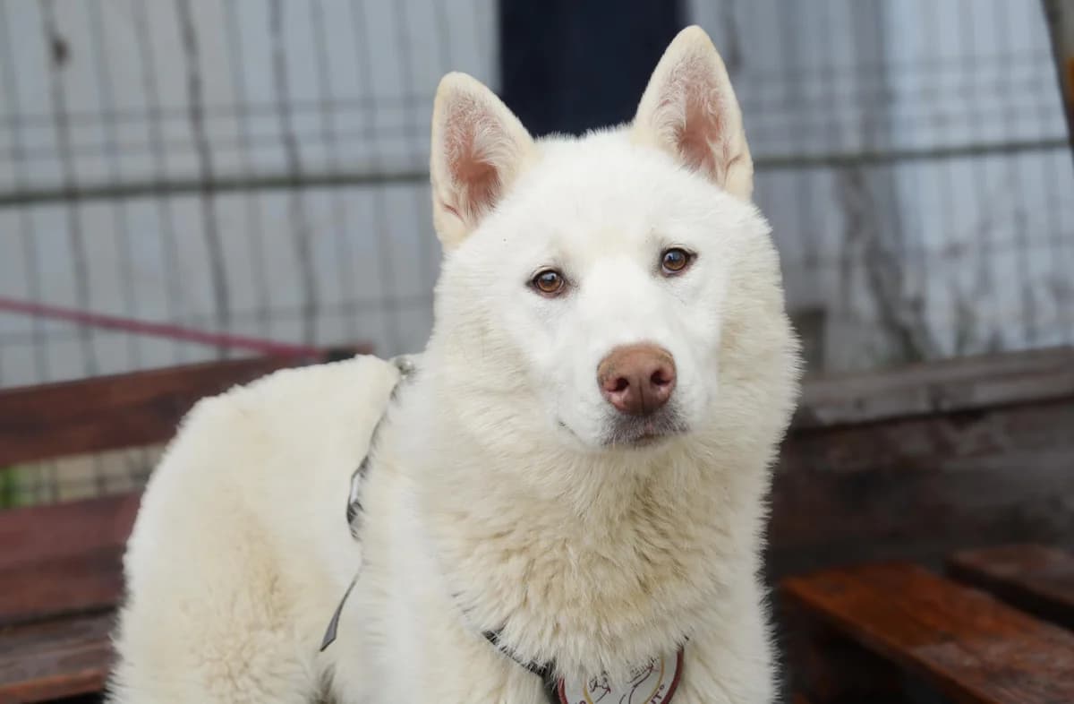 Ice, weiß male puppy Mixed Breed for adoption at Ein Herz für Streuner e.V., München