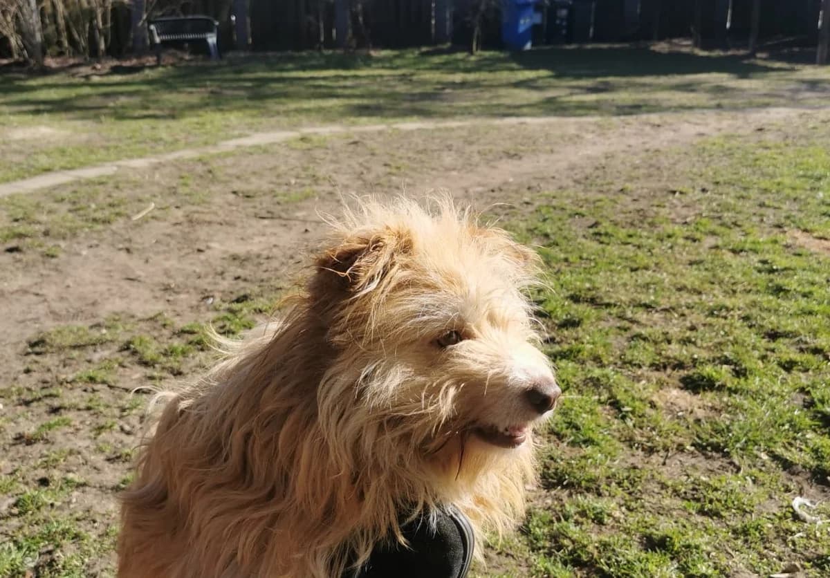 Ice, female 3yo Mixed Breed for adoption at Ein Herz für Streuner e.V., München
