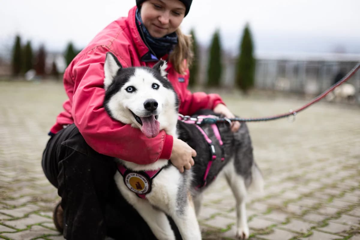 Icy, female 3yo Mixed Breed for adoption at Ein Herz für Streuner e.V., München