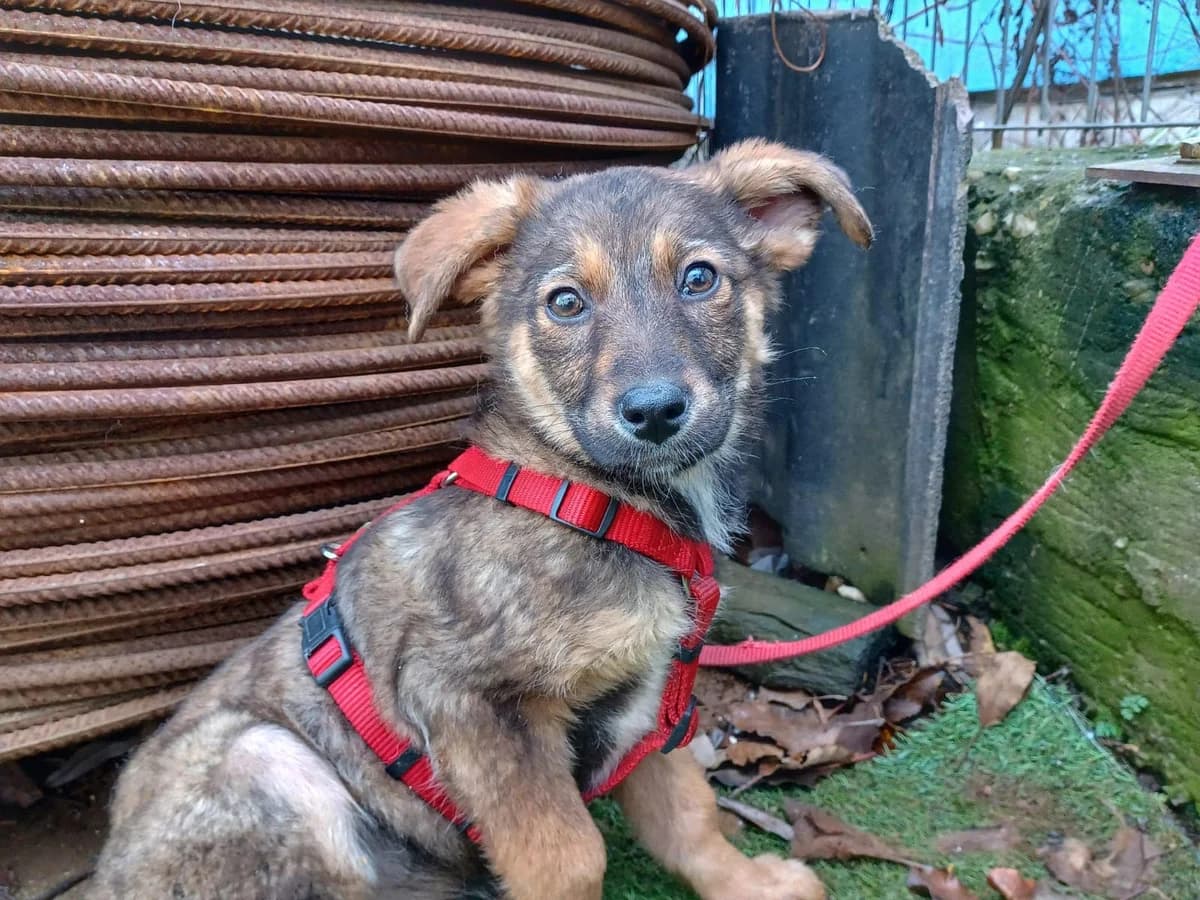 Ida, weiß female puppy Mixed Breed for adoption at Ein Herz für Streuner e.V., München