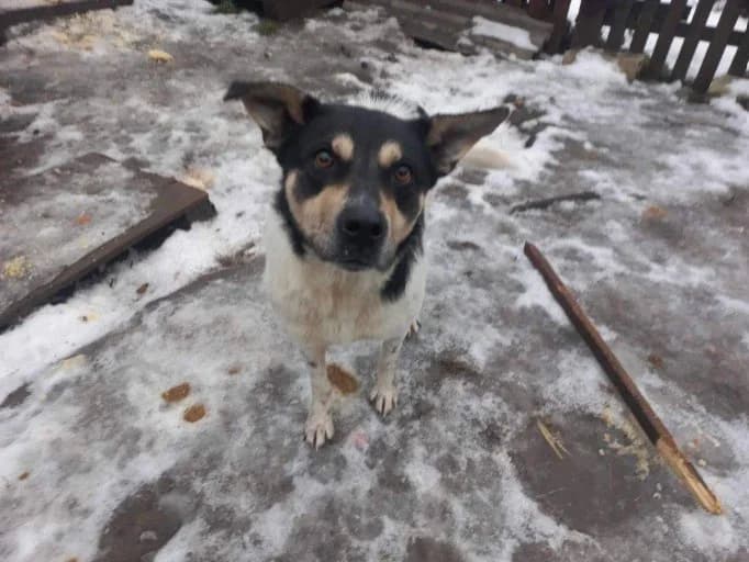 Ida, female 5yo Mixed Breed for adoption at Ein Herz für Streuner e.V., München