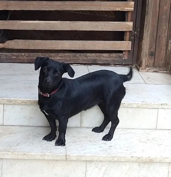 Ida, female young Mixed Breed for adoption at Ein Herz für Streuner e.V., München