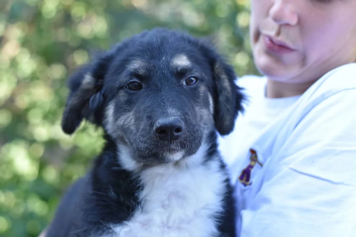 Ida, weiß female puppy Mixed Breed for adoption at Ein Herz für Streuner e.V., München