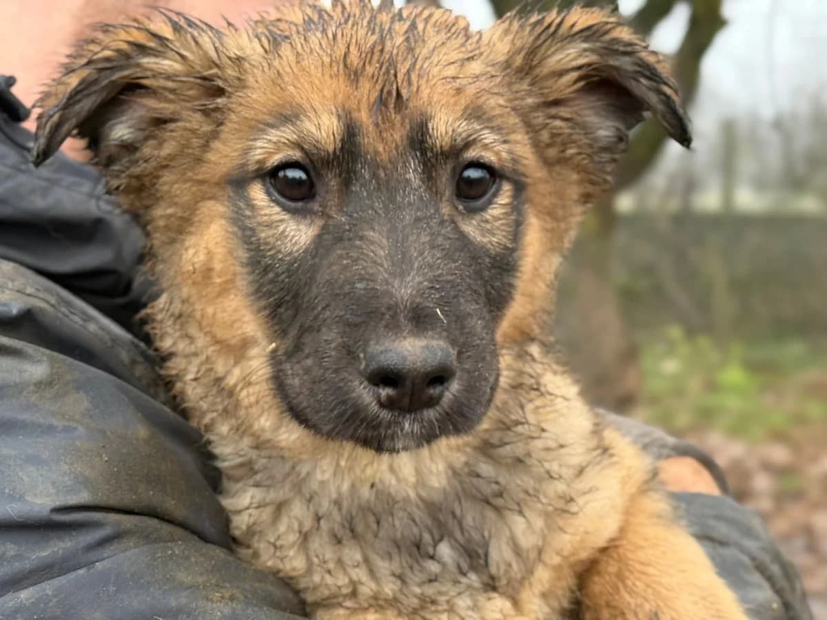 Ida, female puppy Mixed Breed for adoption at Ein Herz für Streuner e.V., München