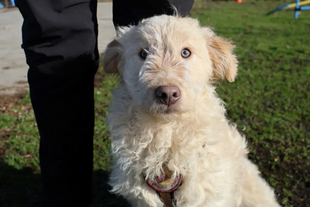 Ida, female puppy Mixed Breed for adoption at Ein Herz für Streuner e.V., München