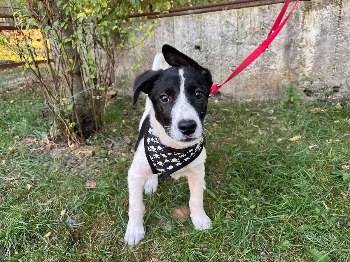 Idefix, male puppy Mixed Breed for adoption at Ein Herz für Streuner e.V., München
