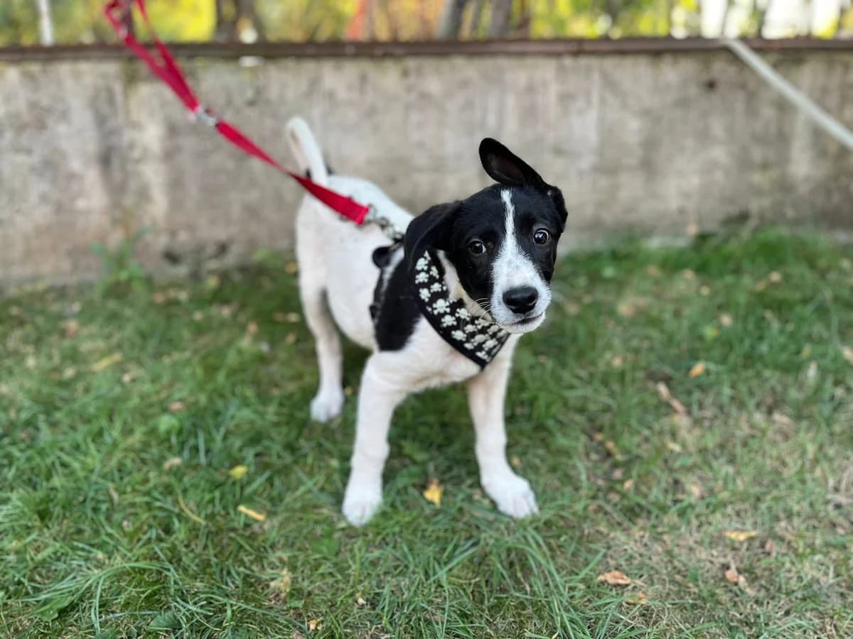 Idefix, male puppy Mixed Breed for adoption at Ein Herz für Streuner e.V., München