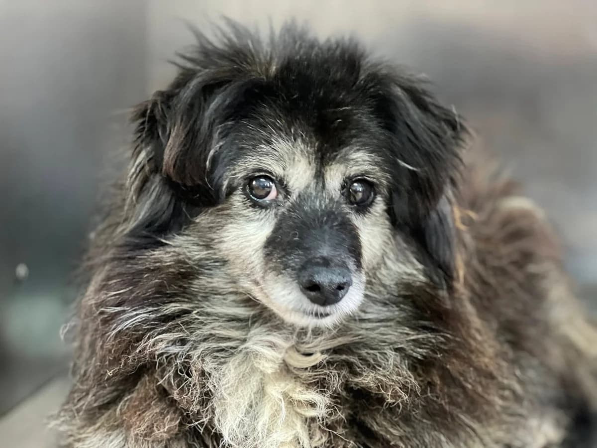 Ienimienie, female senior Mixed Breed for adoption at Ein Herz für Streuner e.V., München