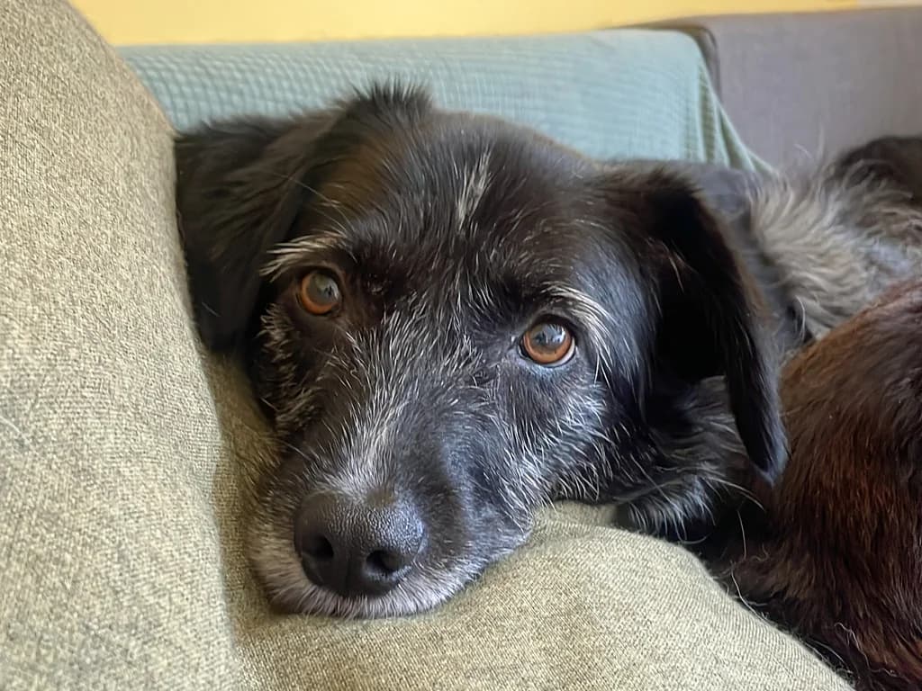 Ignis, female 7yo Mixed Breed for adoption at Ein Herz für Streuner e.V., München