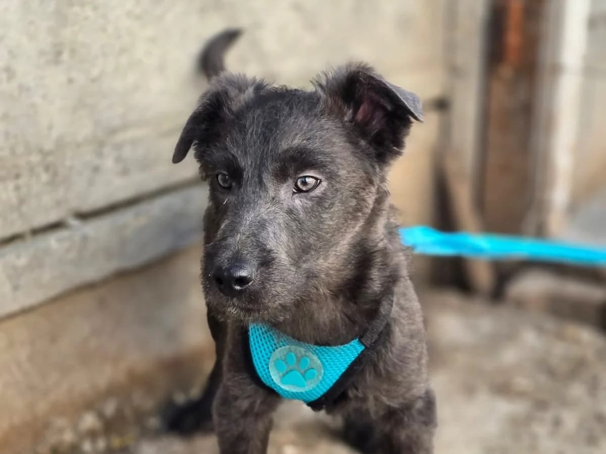 Ikarus, male puppy Mixed Breed for adoption at Ein Herz für Streuner e.V., München