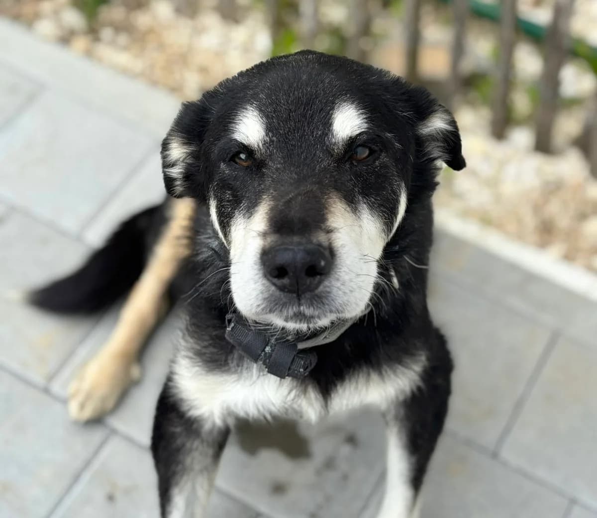 Ikarus, male senior Mixed Breed for adoption at Ein Herz für Streuner e.V., München