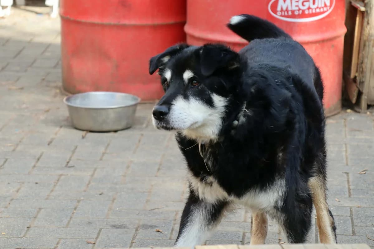 Ikarus, male senior Mixed Breed for adoption at Ein Herz für Streuner e.V., München
