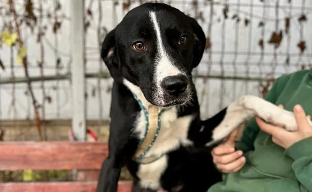 Ilex, schwarz male 4yo Mixed Breed for adoption at Ein Herz für Streuner e.V., München