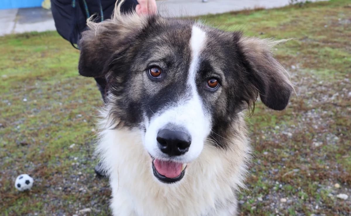Ilse, female senior Mixed Breed for adoption at Ein Herz für Streuner e.V., München