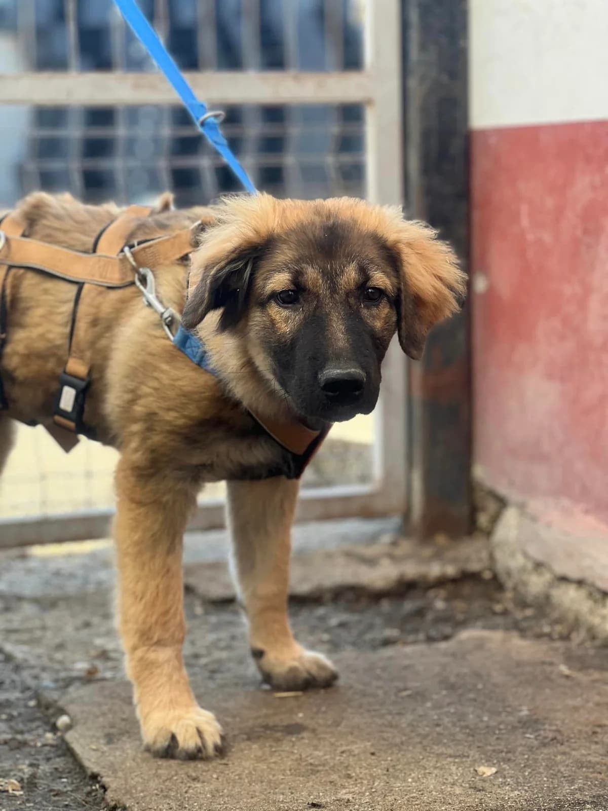 Ilse, female puppy Mixed Breed for adoption at Ein Herz für Streuner e.V., München