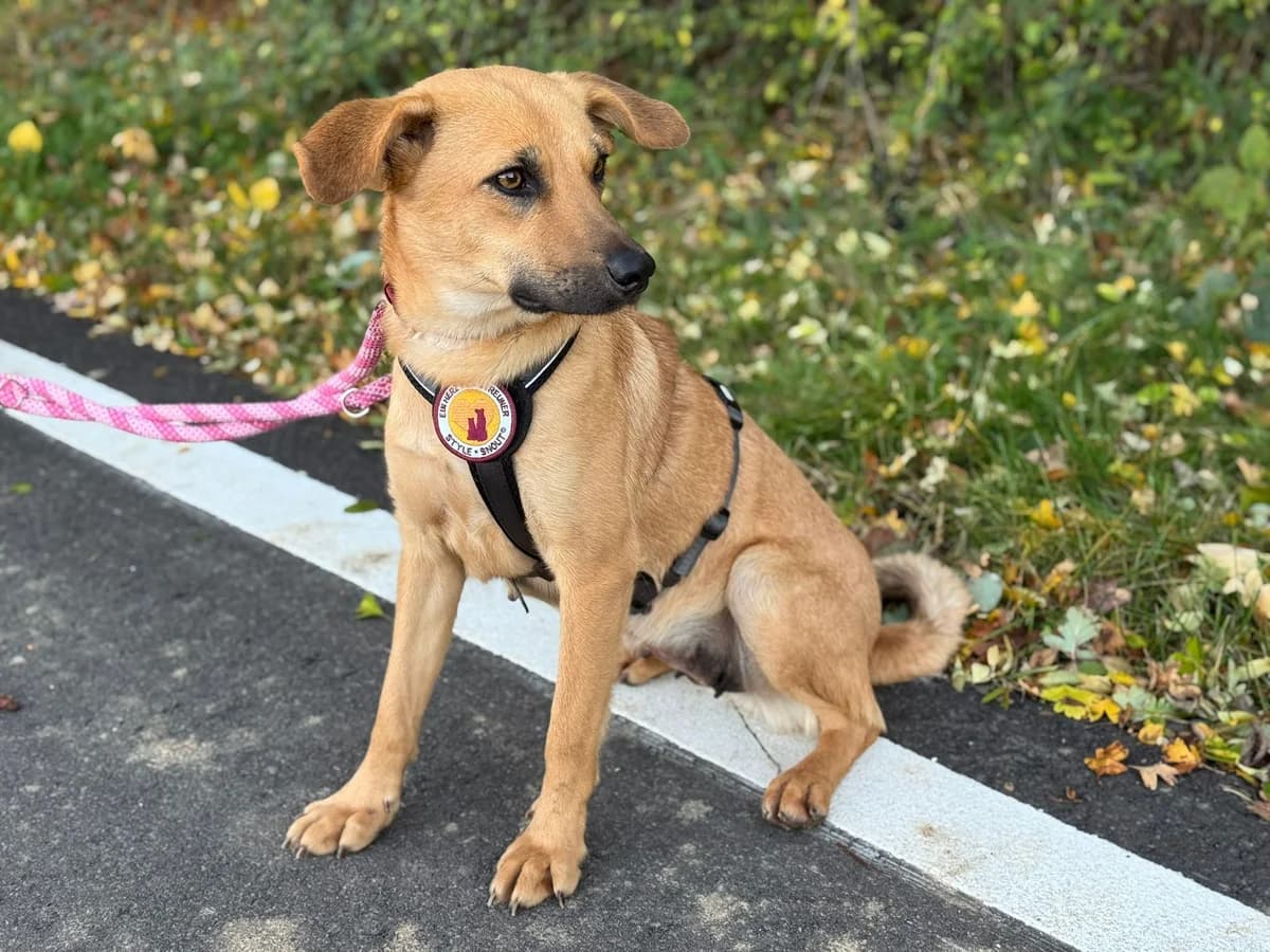 Ilsi, female 5yo Mixed Breed for adoption at Ein Herz für Streuner e.V., München