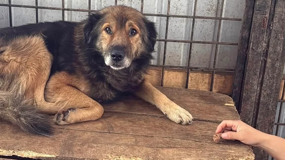 Ilu, male 7yo Mixed Breed for adoption at Ein Herz für Streuner e.V., München