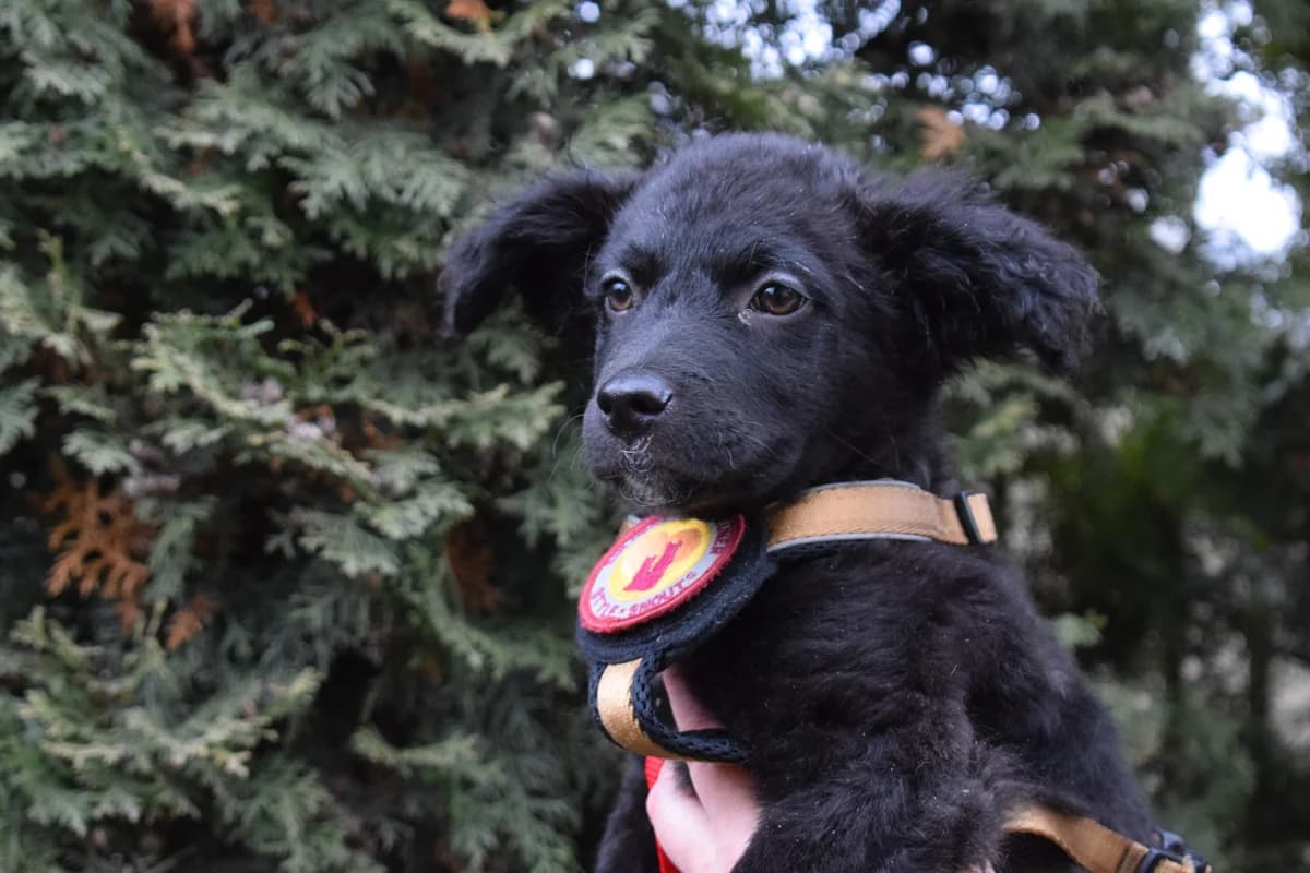 Ilvy, female puppy Mixed Breed for adoption at Ein Herz für Streuner e.V., München