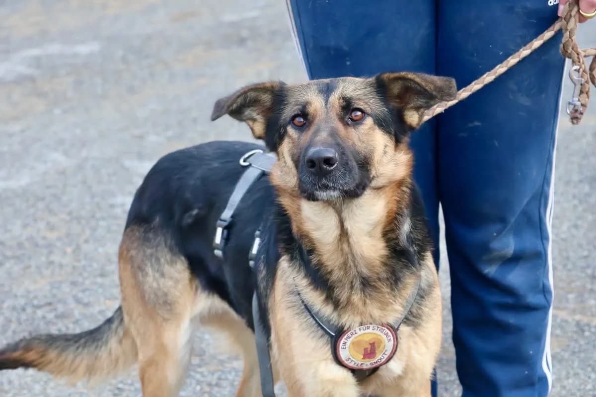 Ilvy, schwarz female 3yo Mixed Breed for adoption at Ein Herz für Streuner e.V., München