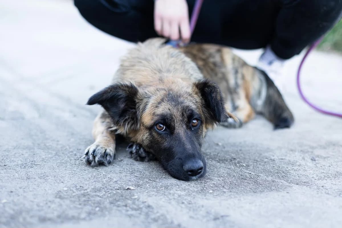 Inannya, female young Mixed Breed for adoption at Ein Herz für Streuner e.V., München