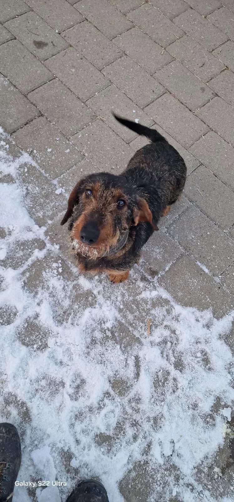 Inara, female 4yo Mixed Breed for adoption at Ein Herz für Streuner e.V., München