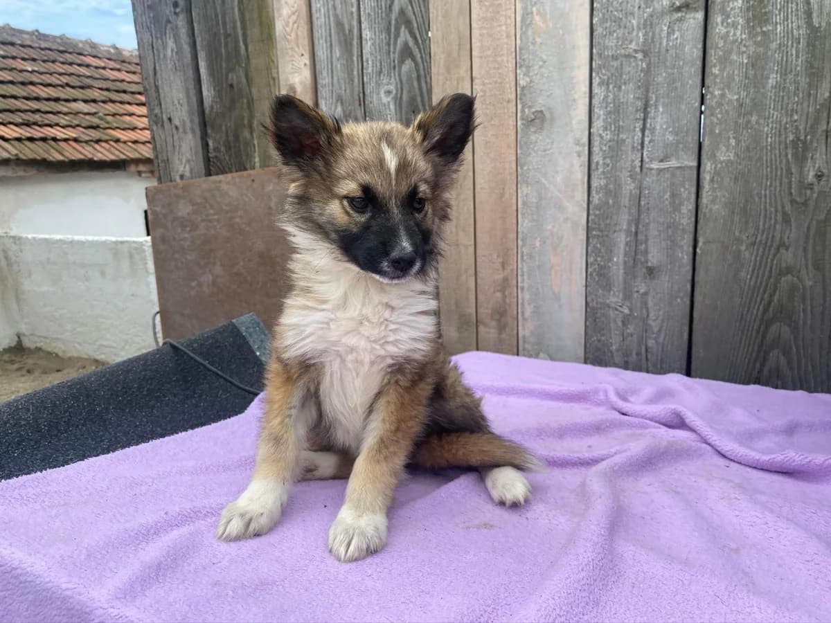 Inari, puppy Mixed Breed for adoption at Ein Herz für Streuner e.V., München