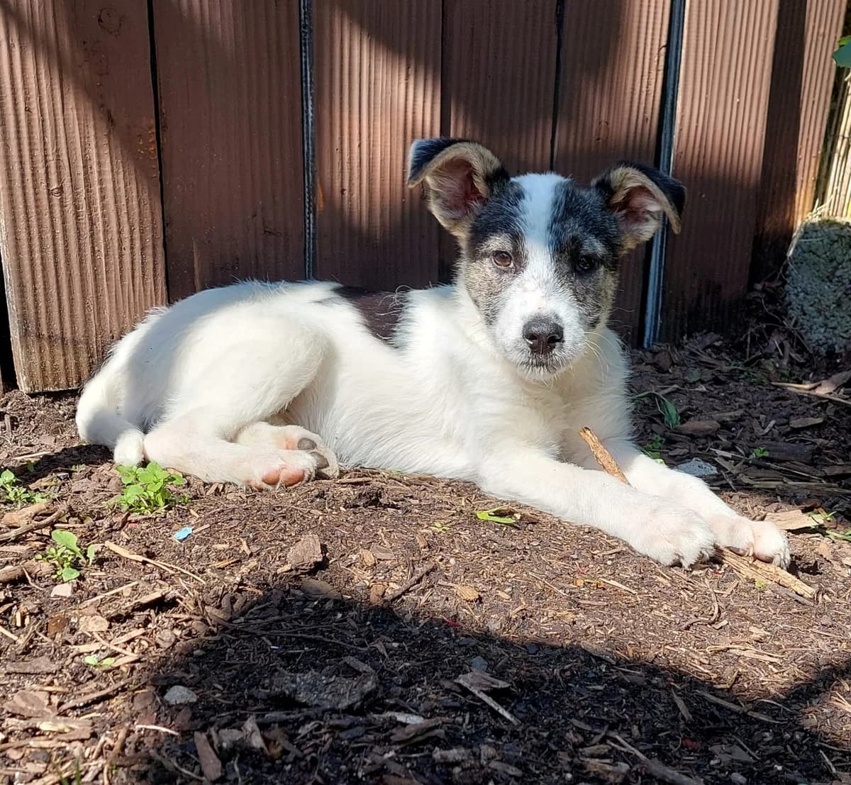 Inaya, female puppy Mixed Breed for adoption at Ein Herz für Streuner e.V., München