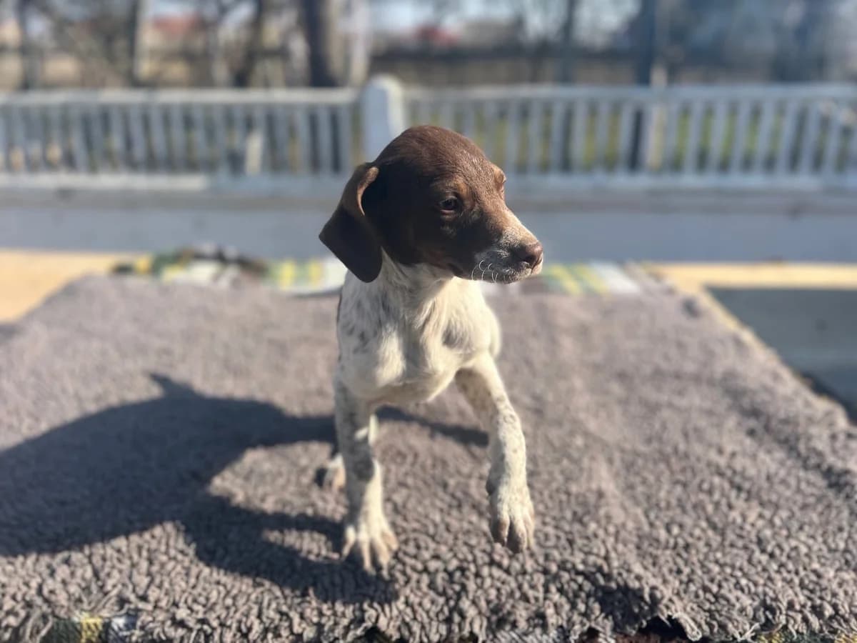 Inaya, female puppy Mixed Breed for adoption at Ein Herz für Streuner e.V., München