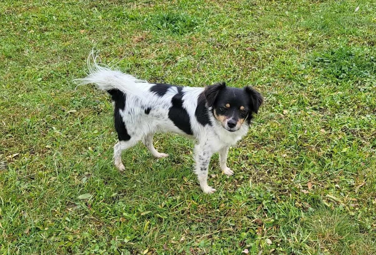 Indira, female 6yo Mixed Breed for adoption at Ein Herz für Streuner e.V., München