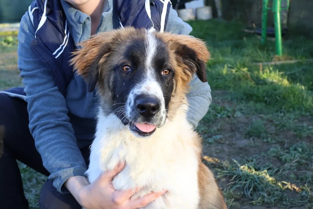 Indolore, female puppy Mixed Breed for adoption at Ein Herz für Streuner e.V., München