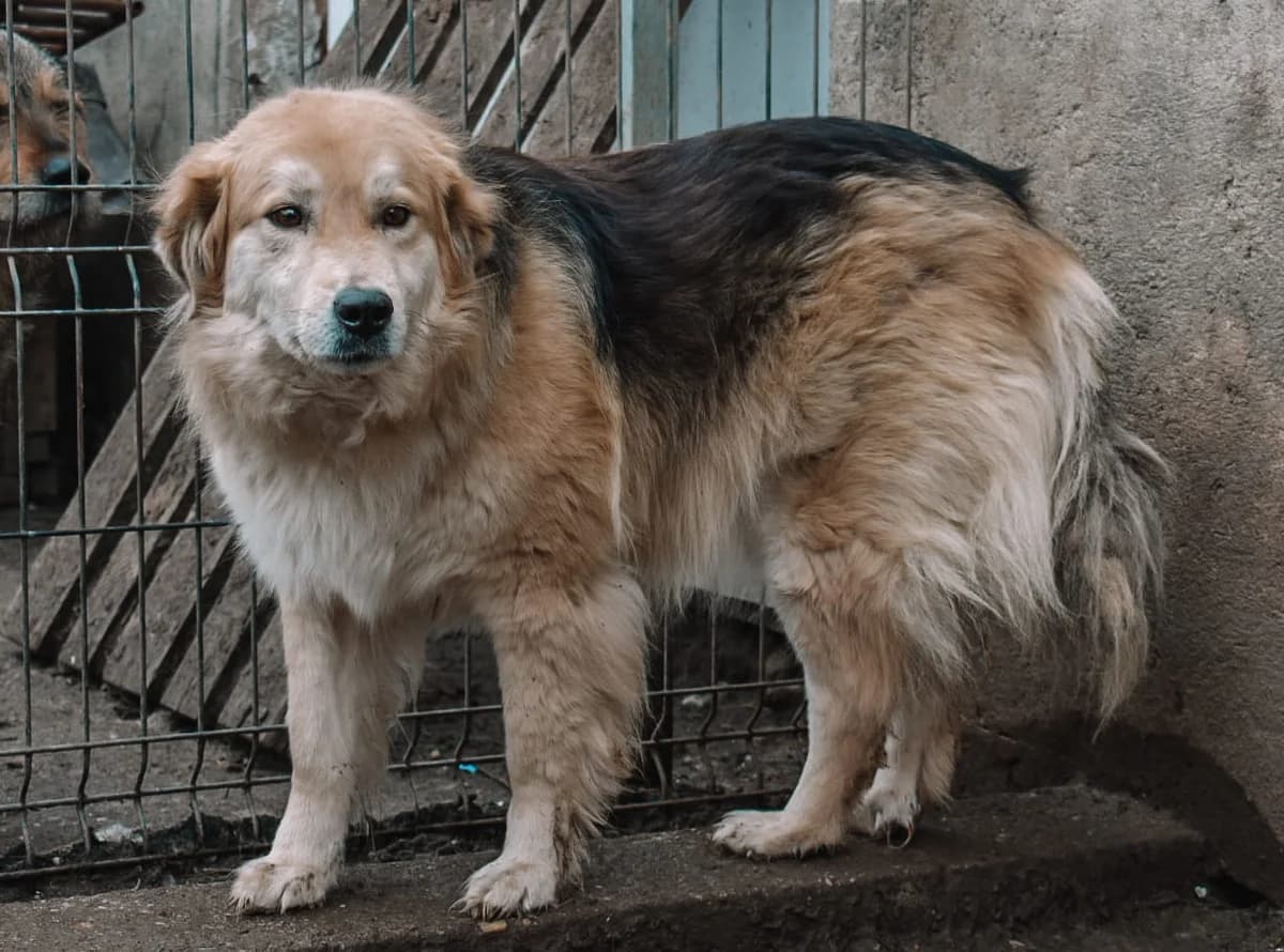 Inga, female 6yo Mixed Breed for adoption at Ein Herz für Streuner e.V., München