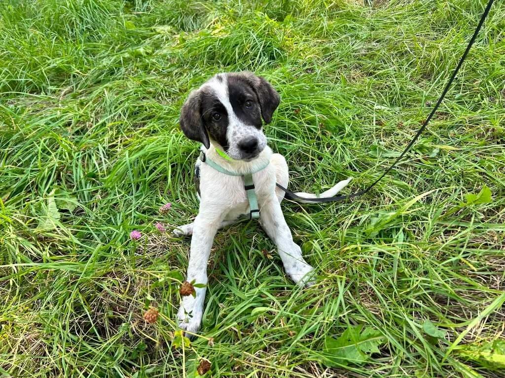 Ingala, female puppy Mixed Breed for adoption at Ein Herz für Streuner e.V., München