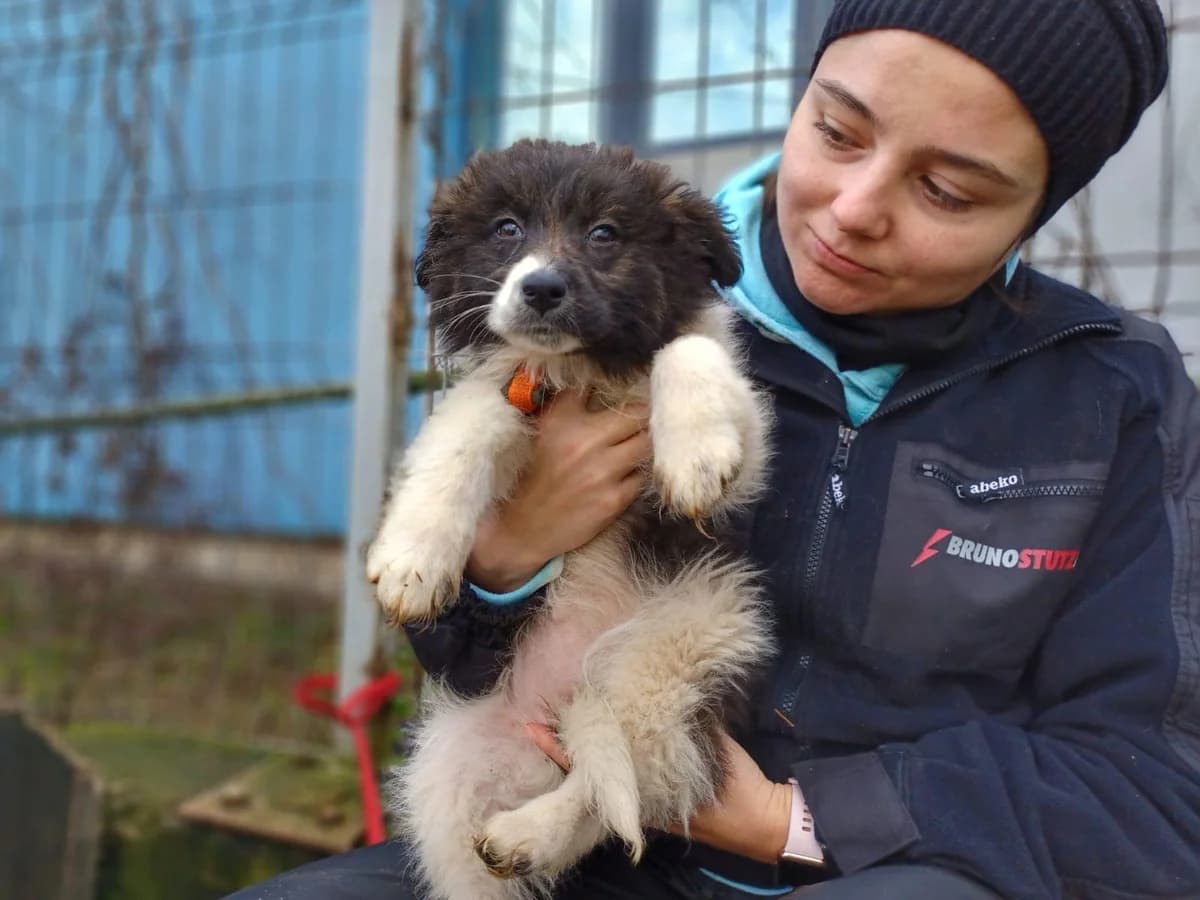 Inge, female puppy Mixed Breed for adoption at Ein Herz für Streuner e.V., München