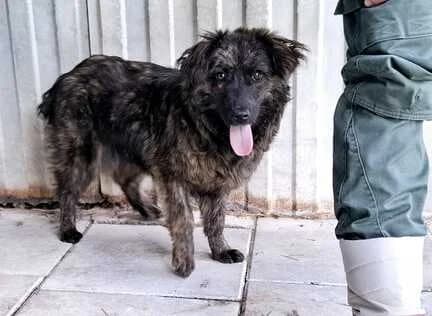 Inge, female young Mixed Breed for adoption at Ein Herz für Streuner e.V., München