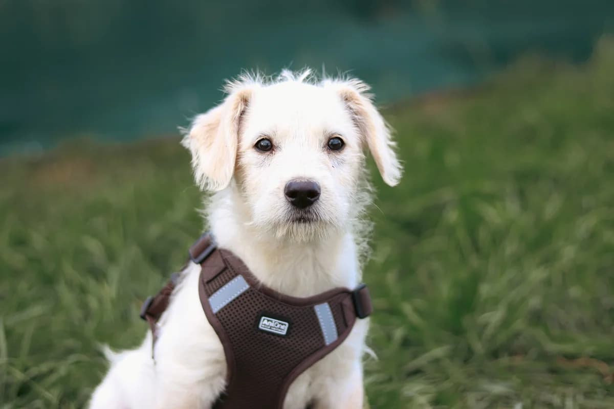 Inge, weiß female puppy Mixed Breed for adoption at Ein Herz für Streuner e.V., München