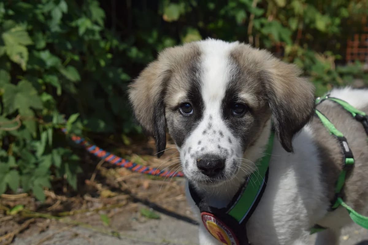 Inge, female puppy Mixed Breed for adoption at Ein Herz für Streuner e.V., München