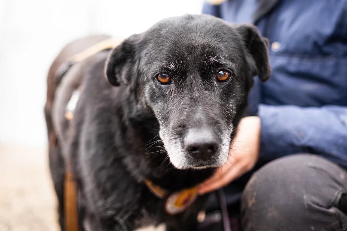 Ingela, female senior Mixed Breed for adoption at Ein Herz für Streuner e.V., München