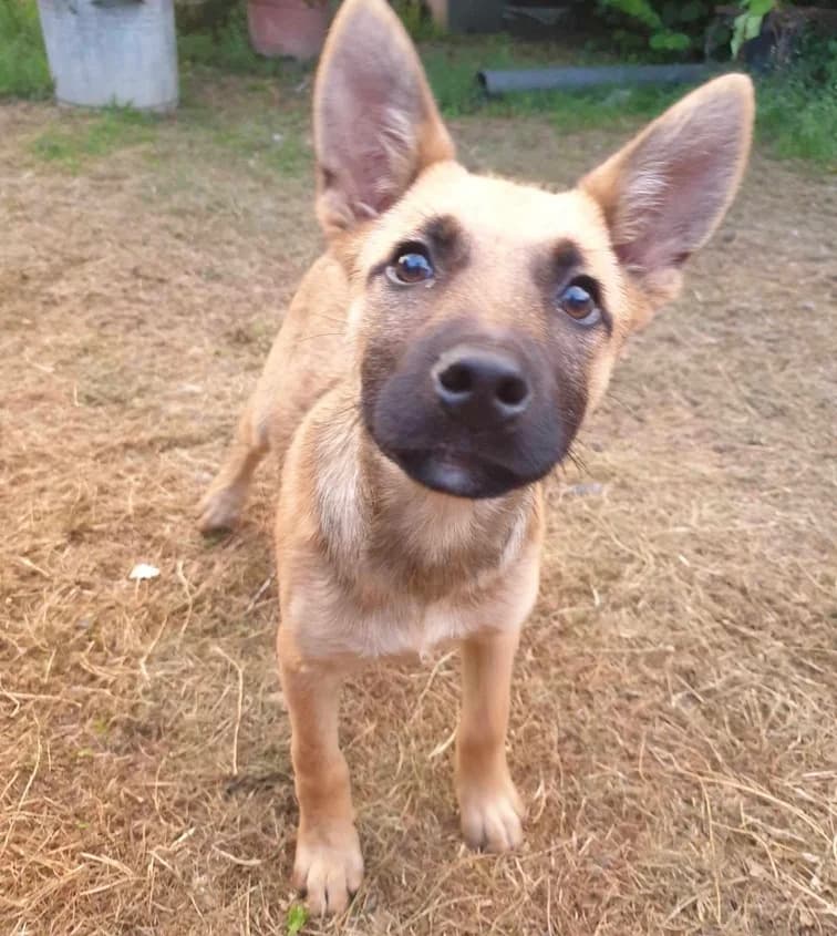 Inka, female puppy Mixed Breed for adoption at Ein Herz für Streuner e.V., München