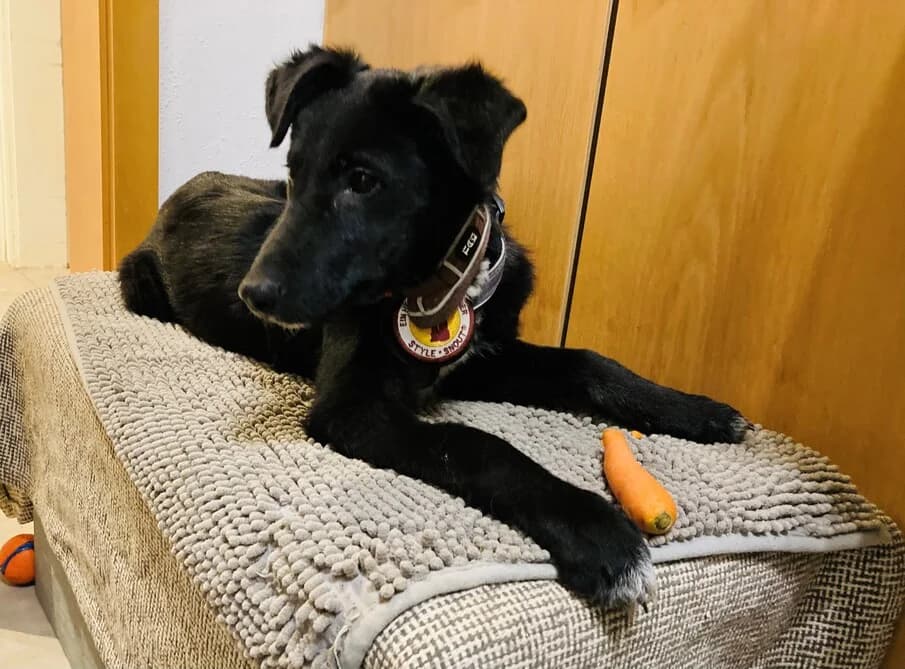 Inola, weiß female puppy Mixed Breed for adoption at Ein Herz für Streuner e.V., München