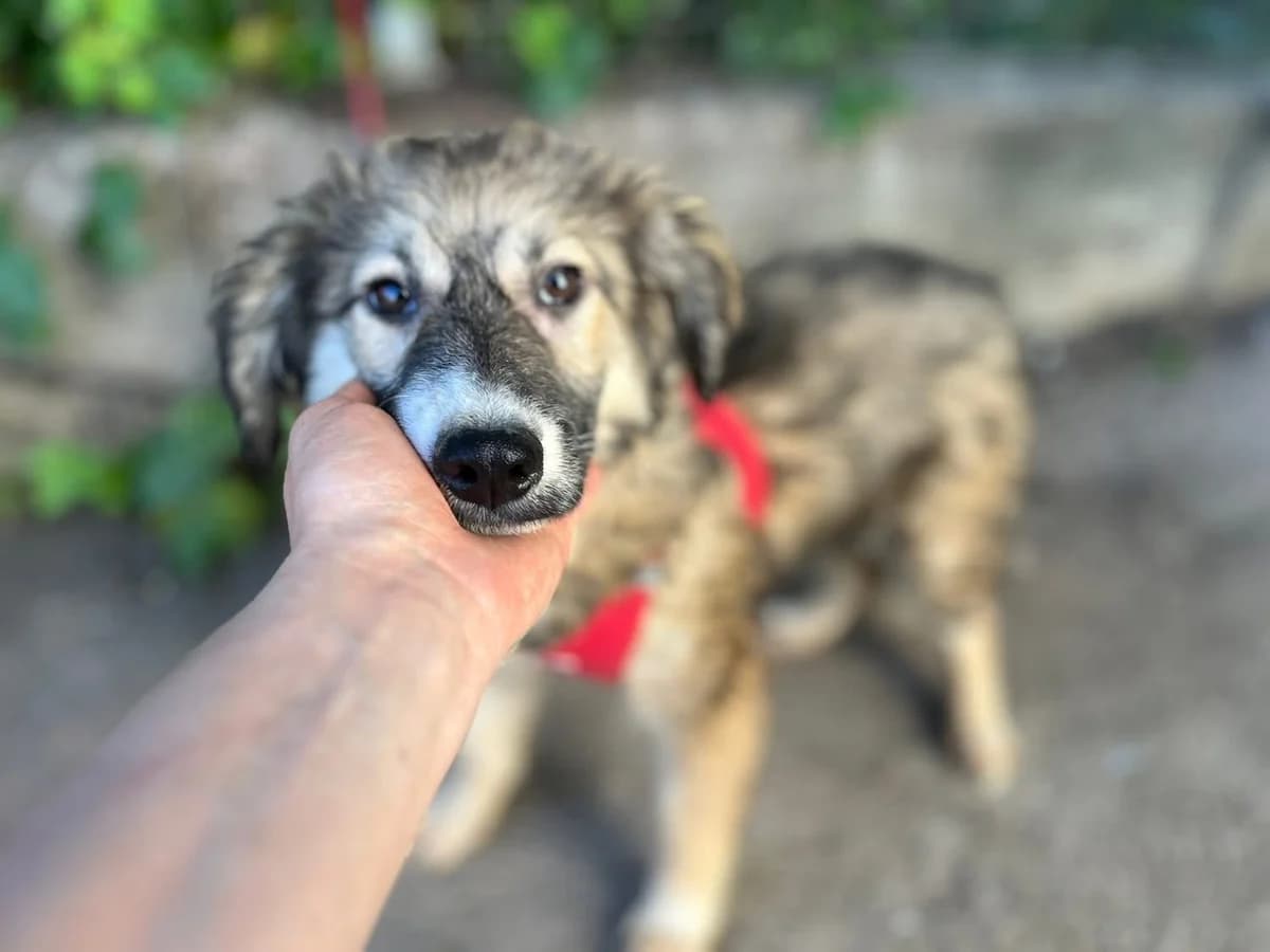 Insa, weiß female puppy Mixed Breed for adoption at Ein Herz für Streuner e.V., München