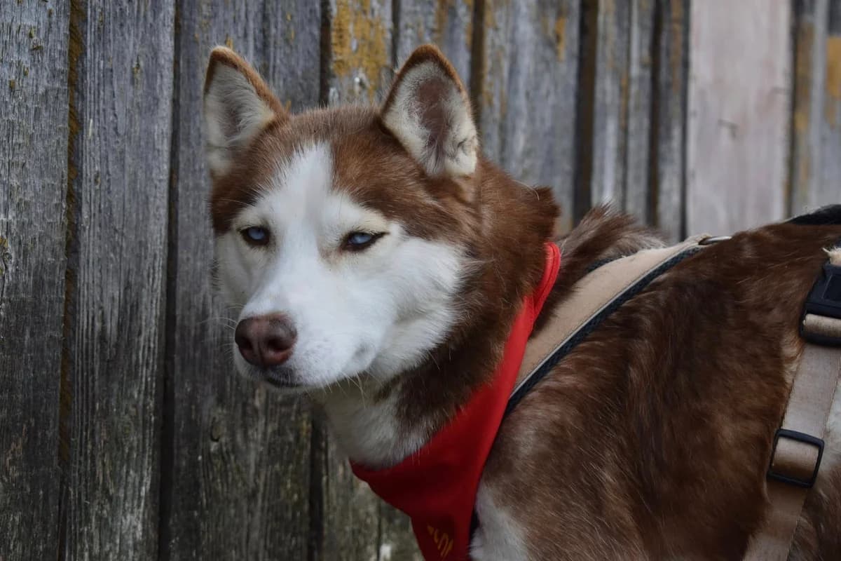 Inura, female 5yo Mixed Breed for adoption at Ein Herz für Streuner e.V., München
