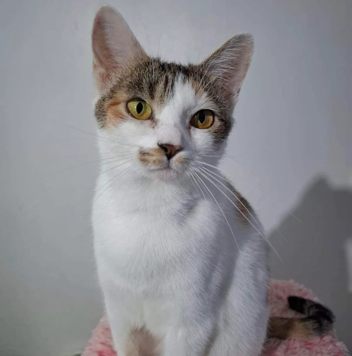Inverness, female 5yo Mixed Breed for adoption at Ein Herz für Streuner e.V., München